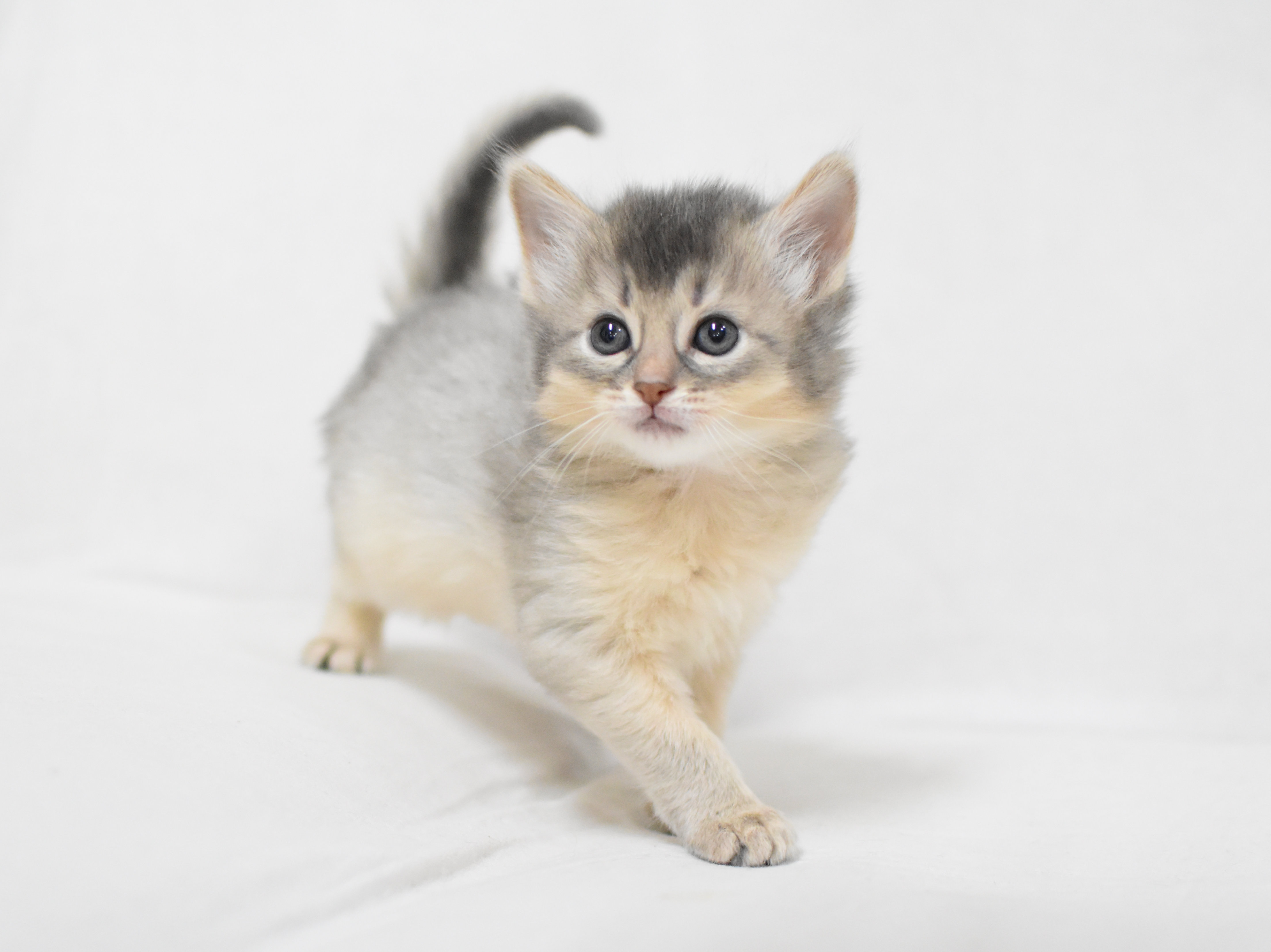 ソマリ　ブルー　めす　（２６年１月１３日生れ）